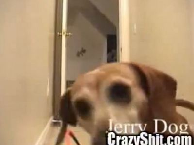 Dackel "Jerry" und die Ballmaschine