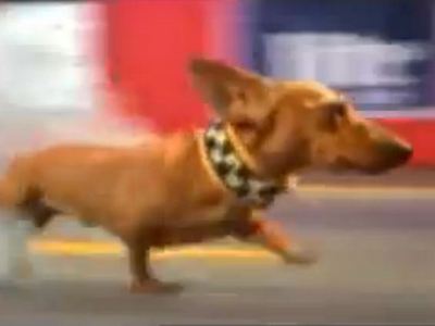 Der Dackel in der Werbung