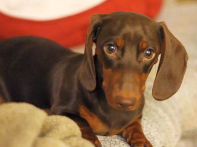 I Sass Therefore I Am